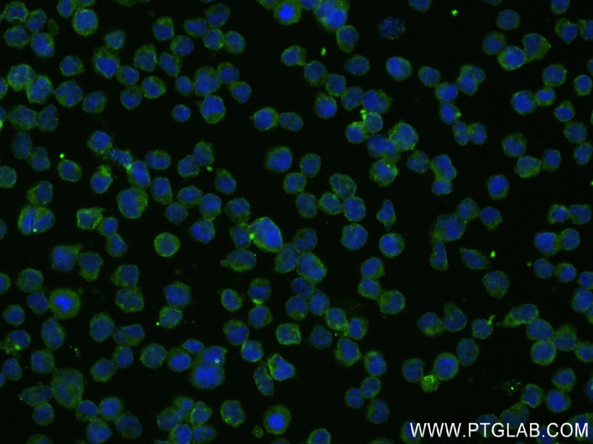 Immunofluorescence (IF) / fluorescent staining of Raji cells using B7-H6 Recombinant antibody (83908-4-RR)
