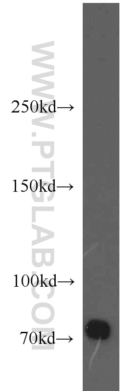 Western Blot (WB) analysis of zebrafish tissue using BACE1 Polyclonal antibody (12807-1-AP)