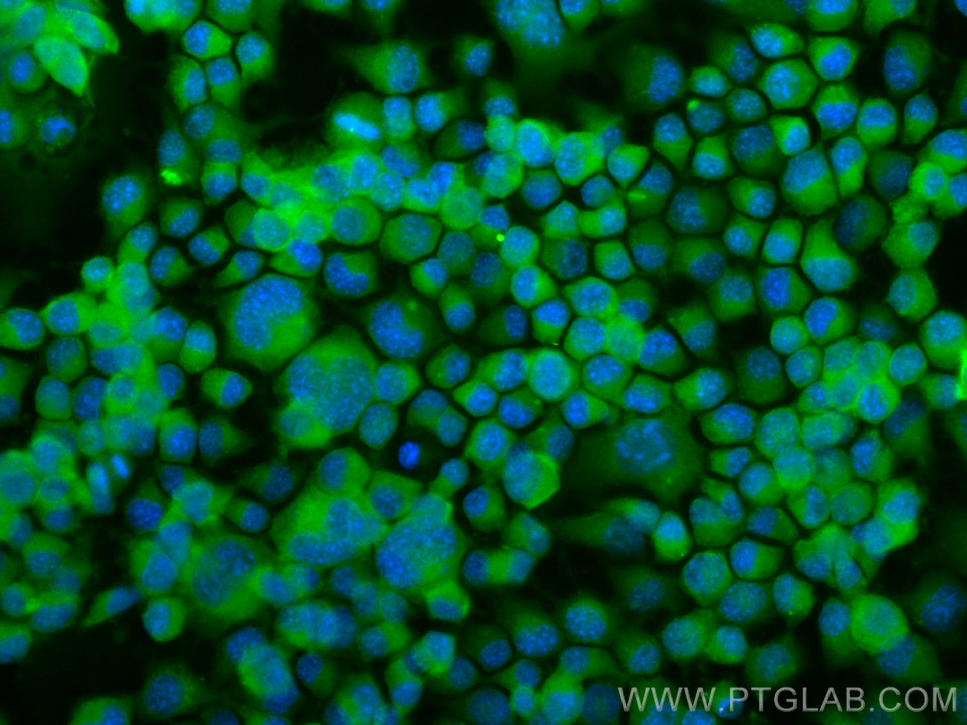 IF Staining of Neuro-2a using CL488-12807