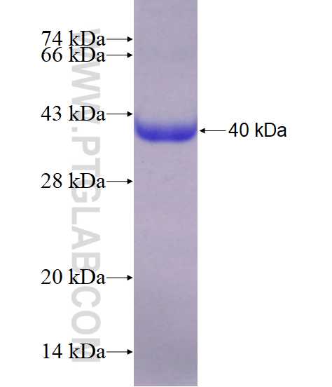 BACE1 fusion protein Ag14599 SDS-PAGE