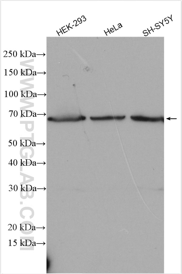 Western Blot (WB) analysis of various lysates using BACE2 Polyclonal antibody (16321-1-AP)