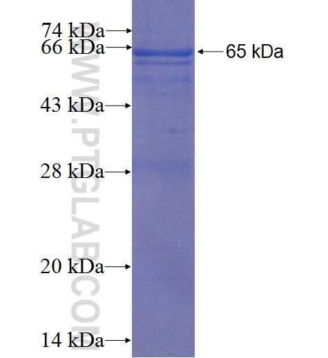 BACE2 fusion protein Ag9404 SDS-PAGE