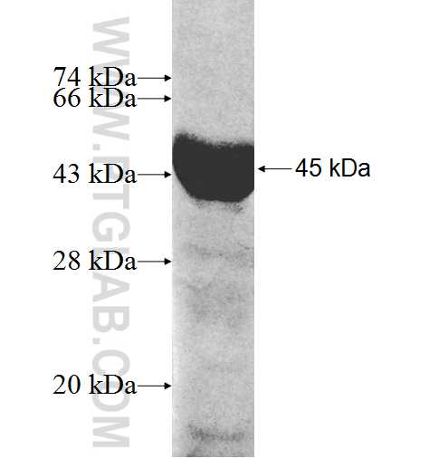 BACE2 fusion protein Ag9419 SDS-PAGE