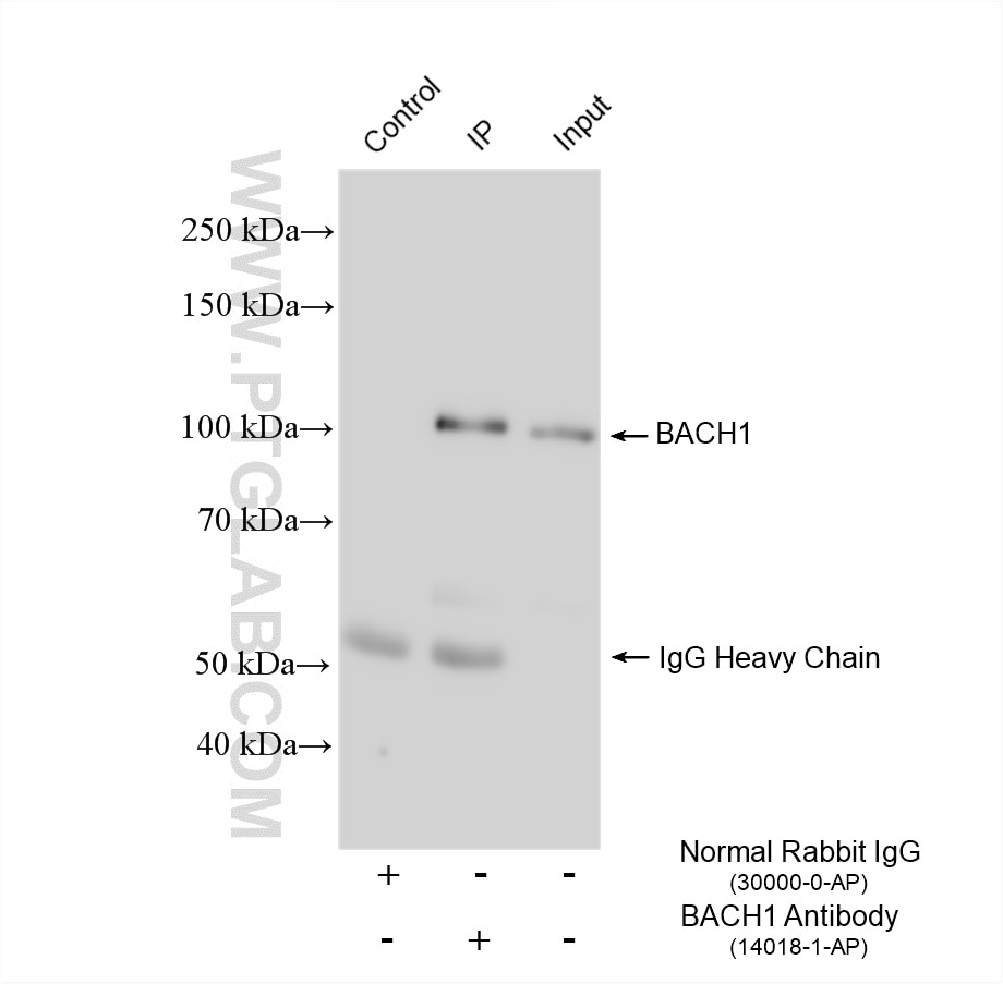 Immunoprecipitation (IP) experiment of HEK-293 cells using BACH1 Polyclonal antibody (14018-1-AP)