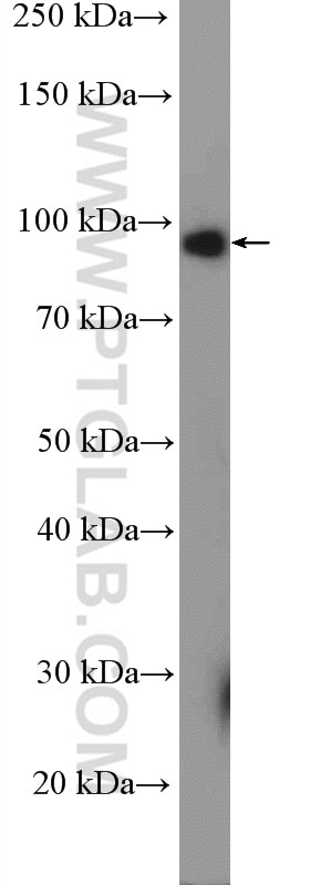 Western Blot (WB) analysis of Raji cells using BACH1 Polyclonal antibody (14018-1-AP)