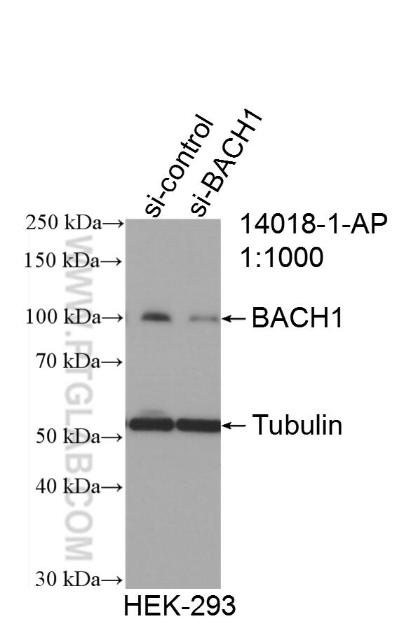 Western Blot (WB) analysis of HEK-293 cells using BACH1 Polyclonal antibody (14018-1-AP)