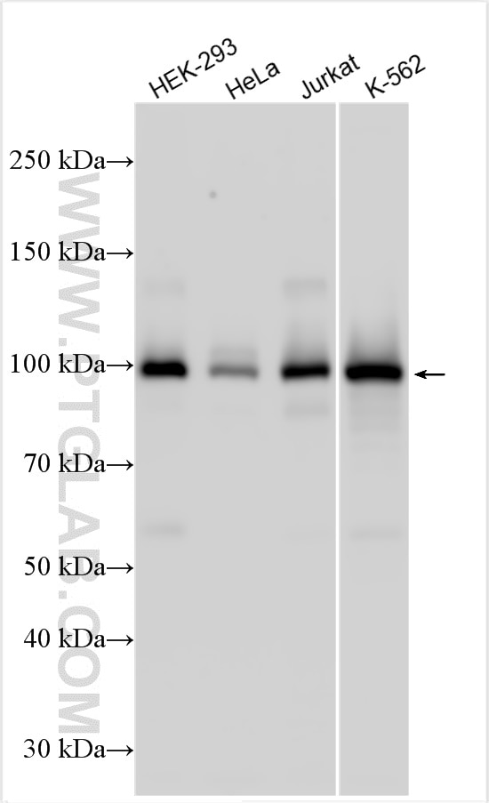 Western Blot (WB) analysis of various lysates using BACH1 Polyclonal antibody (14018-1-AP)