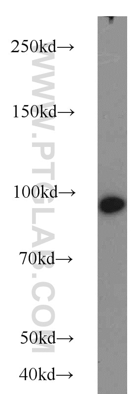 Western Blot (WB) analysis of MCF-7 cells using BACH1 Polyclonal antibody (14018-1-AP)