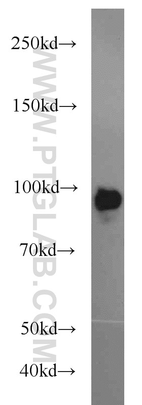 BACH1 Polyclonal antibody