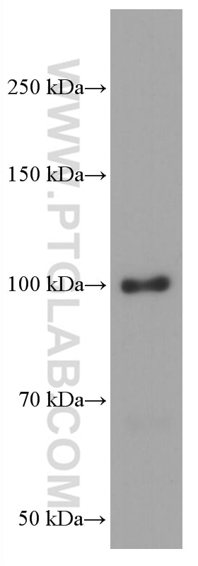 Western Blot (WB) analysis of HSC-T6 cells using BACH1 Monoclonal antibody (66762-1-Ig)