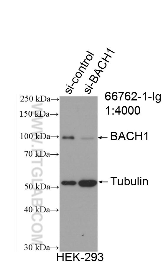 Western Blot (WB) analysis of HEK-293 cells using BACH1 Monoclonal antibody (66762-1-Ig)