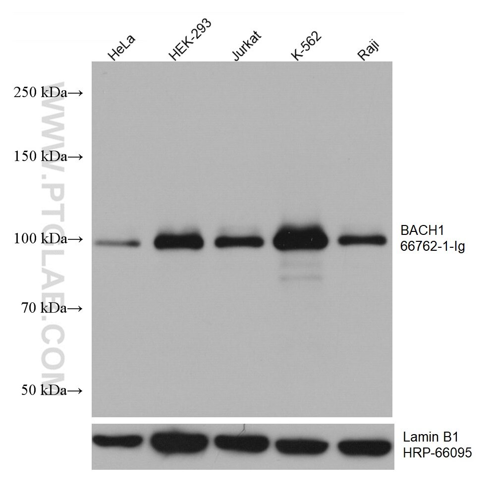 Western Blot (WB) analysis of various lysates using BACH1 Monoclonal antibody (66762-1-Ig)