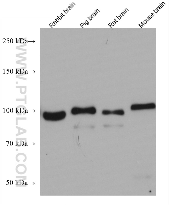 Western Blot (WB) analysis of various lysates using BACH1 Monoclonal antibody (66762-1-Ig)