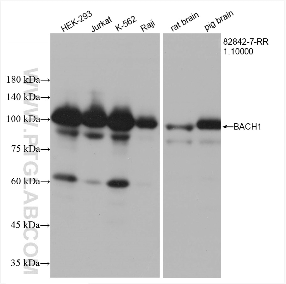 Western Blot (WB) analysis of various lysates using BACH1 Recombinant antibody (82842-7-RR)
