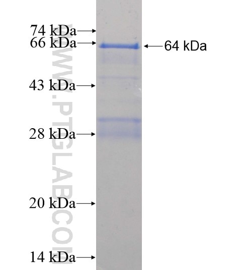 BACH1 fusion protein Ag5128 SDS-PAGE