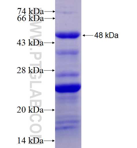 BACH1 fusion protein Ag6011 SDS-PAGE