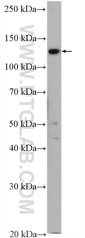 Western Blot (WB) analysis of Ramos cells using BACH2 Polyclonal antibody (27635-1-AP)