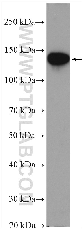 Western Blot (WB) analysis of Daudi cells using BACH2 Polyclonal antibody (27635-1-AP)