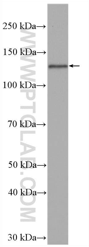 Western Blot (WB) analysis of Daudi cells using BACH2 Polyclonal antibody (27635-1-AP)