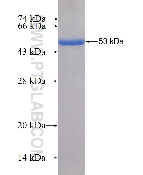 BACH2 fusion protein Ag26526 SDS-PAGE