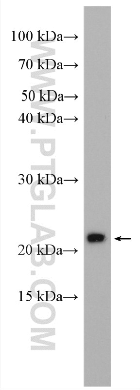 Western Blot (WB) analysis of Jurkat cells using BAD Polyclonal antibody (10435-1-AP)