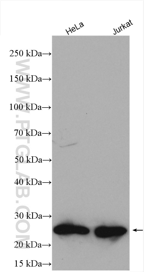 Western Blot (WB) analysis of various lysates using BAD Polyclonal antibody (10435-1-AP)
