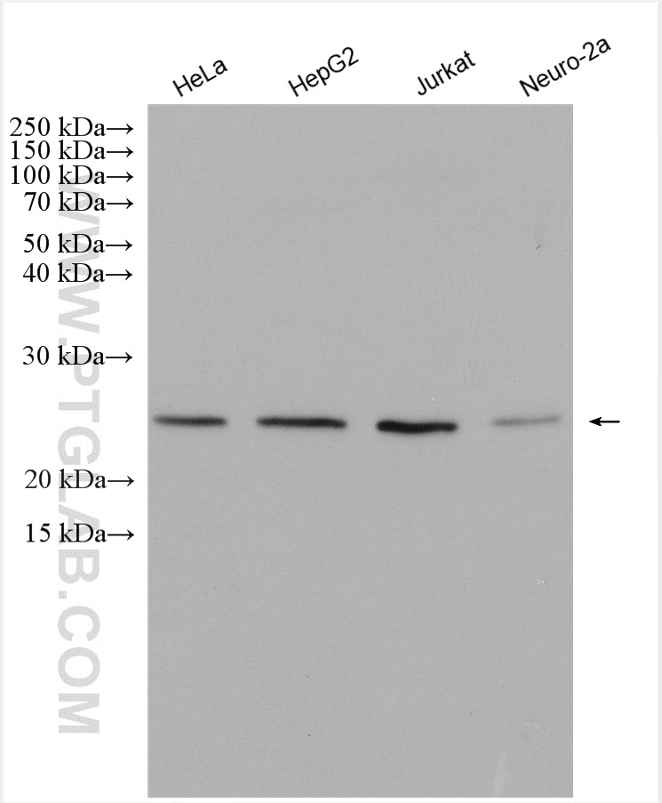 Western Blot (WB) analysis of various lysates using BAD Polyclonal antibody (10435-1-AP)