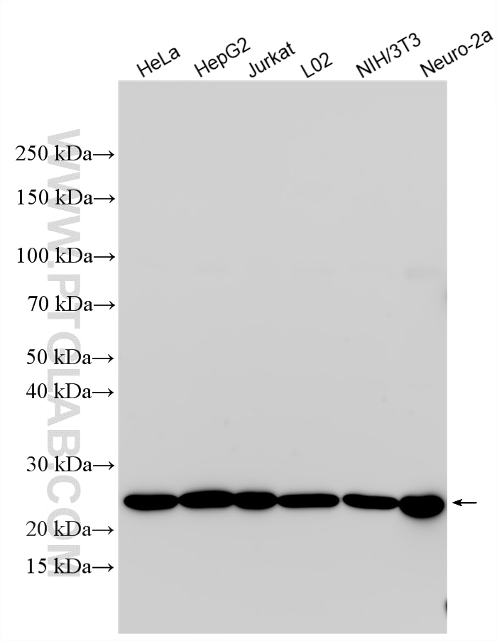 Various lysates were subjected to SDS PAGE followed by western blot with 10435-1-AP (BAD antibody) at dilution of 1:1500 incubated at room temperature for 1.5 hours. Western Blot (WB) analysis of various lysates using BAD Polyclonal antibody (10435-1-AP)