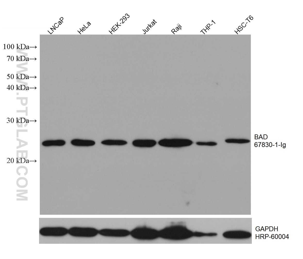 Western Blot (WB) analysis of various lysates using BAD Monoclonal antibody (67830-1-Ig)
