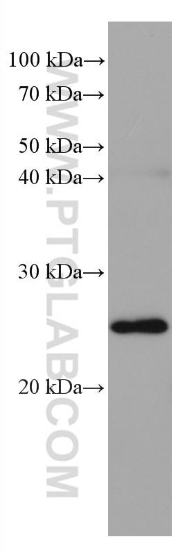 Western Blot (WB) analysis of RAW 264.7 cells using BAD Monoclonal antibody (67830-1-Ig)