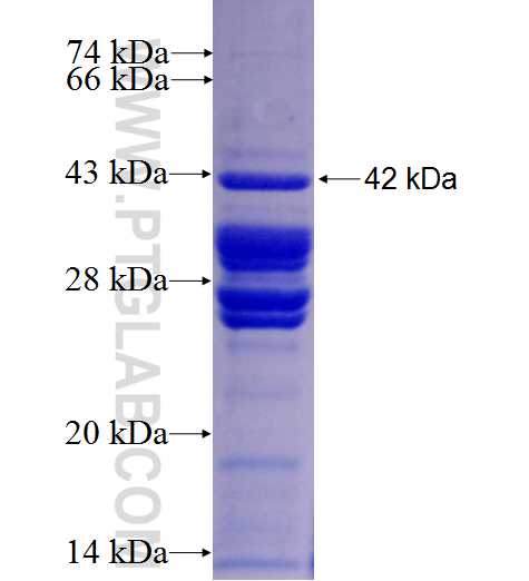 BAD fusion protein Ag0688 SDS-PAGE