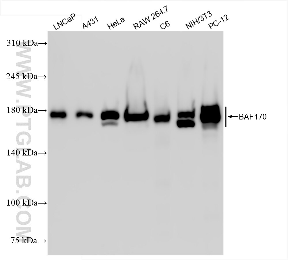 Western Blot (WB) analysis of various lysates using BAF170 Recombinant antibody (86473-3-RR)