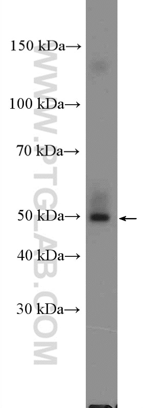 Western Blot (WB) analysis of rat brain tissue using BAF53B Polyclonal antibody (27215-1-AP)