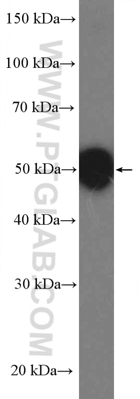 Western Blot (WB) analysis of mouse brain tissue using BAF53B Polyclonal antibody (27215-1-AP)
