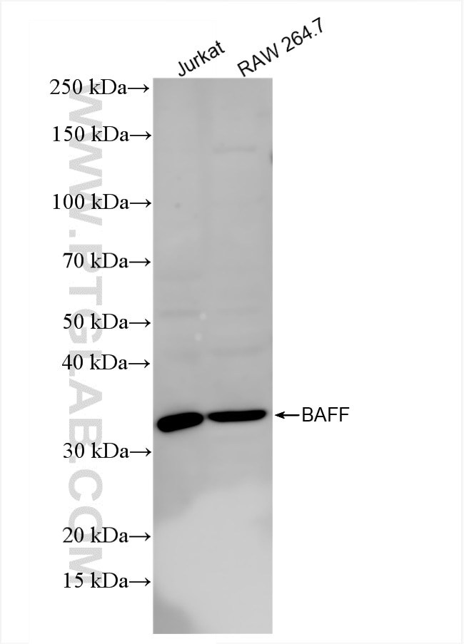 Western Blot (WB) analysis of various lysates using BAFF Recombinant antibody (84541-3-RR)