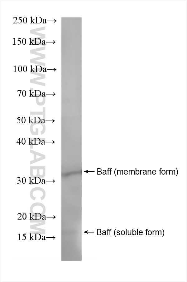 Western Blot (WB) analysis of U-937 cells using BAFF Recombinant antibody (84541-3-RR)