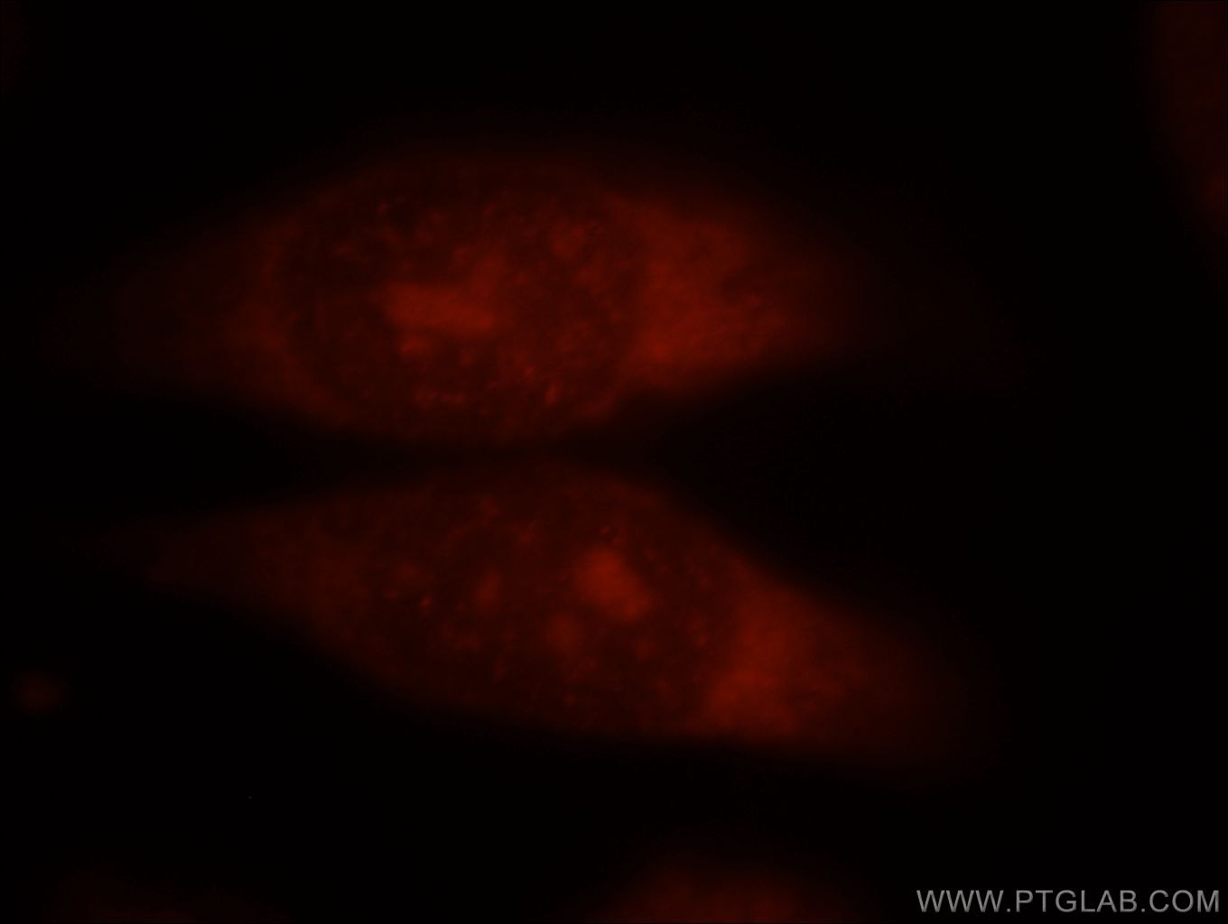 Immunofluorescence (IF) / fluorescent staining of MCF-7 cells using BAG1 Polyclonal antibody (19064-1-AP)