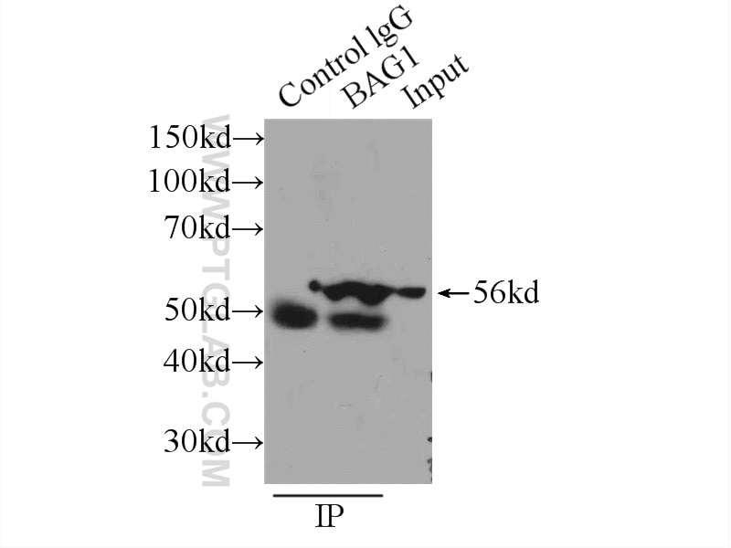 Immunoprecipitation (IP) experiment of HeLa cells using BAG1 Polyclonal antibody (19064-1-AP)