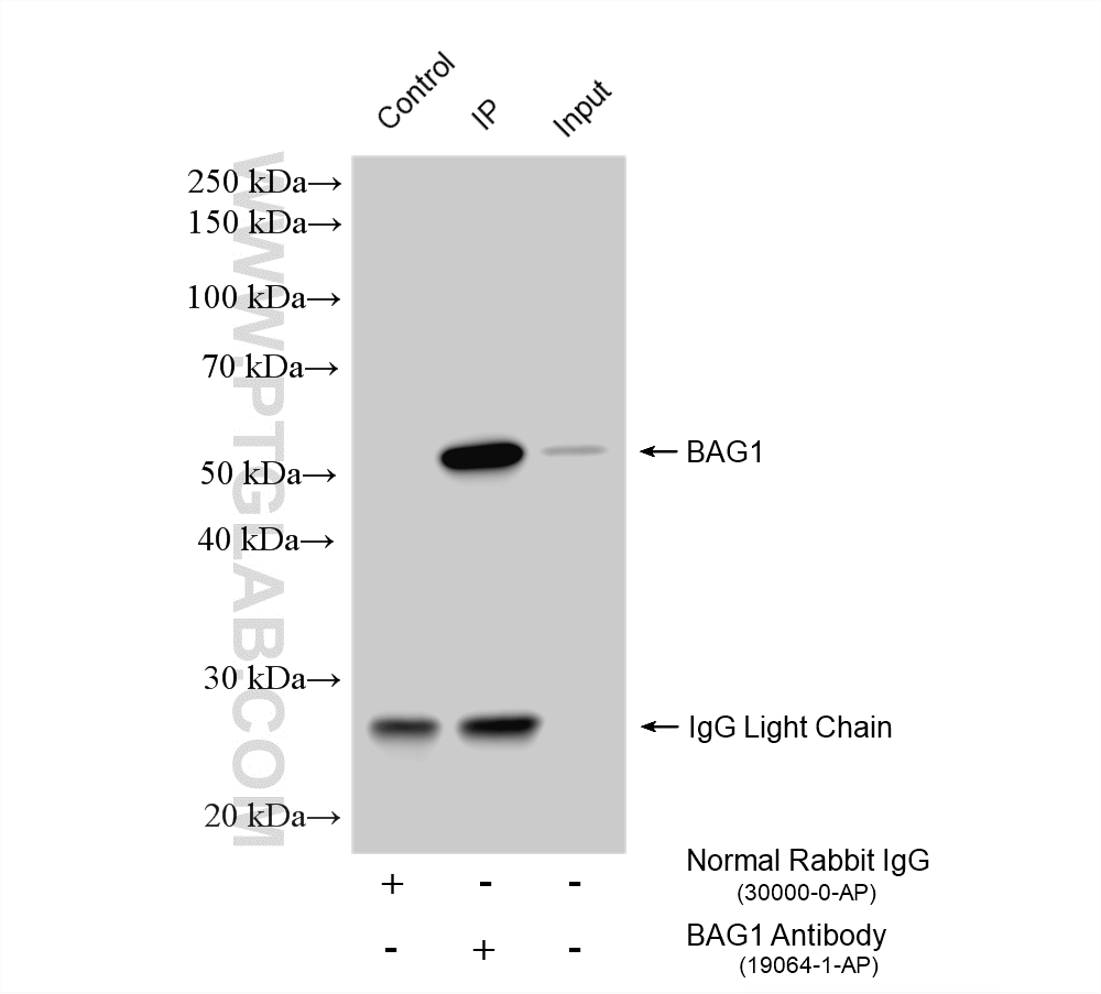 Immunoprecipitation (IP) experiment of HeLa cells using BAG1 Polyclonal antibody (19064-1-AP)