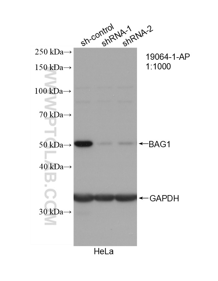 Western Blot (WB) analysis of HeLa cells using BAG1 Polyclonal antibody (19064-1-AP)
