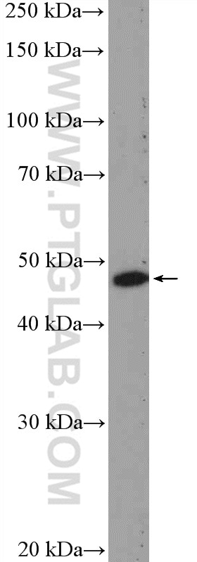 Western Blot (WB) analysis of MCF-7 cells using BAG1 Polyclonal antibody (19064-1-AP)