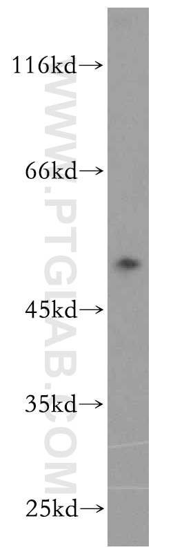 Western Blot (WB) analysis of Jurkat cells using BAG1 Polyclonal antibody (19064-1-AP)