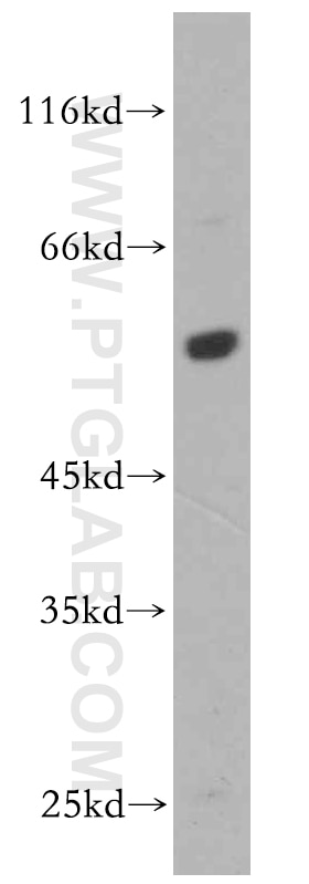 Western Blot (WB) analysis of RAW264.7 using BAG1 Polyclonal antibody (19064-1-AP)
