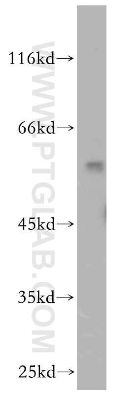 Western Blot (WB) analysis of HT-1080 cells using BAG1 Polyclonal antibody (19064-1-AP)