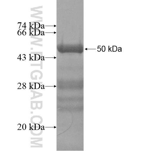 BAG1 fusion protein Ag13555 SDS-PAGE