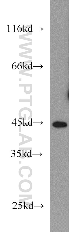 Western Blot (WB) analysis of Jurkat cells using BAG1S/1M/1L Polyclonal antibody (16150-1-AP)