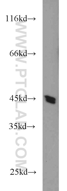 Western Blot (WB) analysis of mouse liver tissue using BAG1S/1M/1L Polyclonal antibody (16150-1-AP)