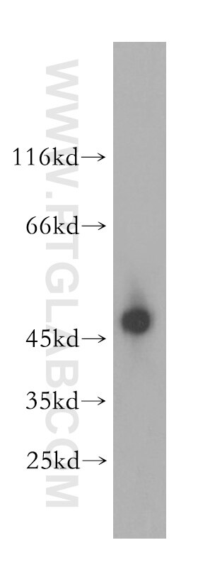 Western Blot (WB) analysis of mouse brain tissue using BAG1S/1M/1L Polyclonal antibody (16150-1-AP)