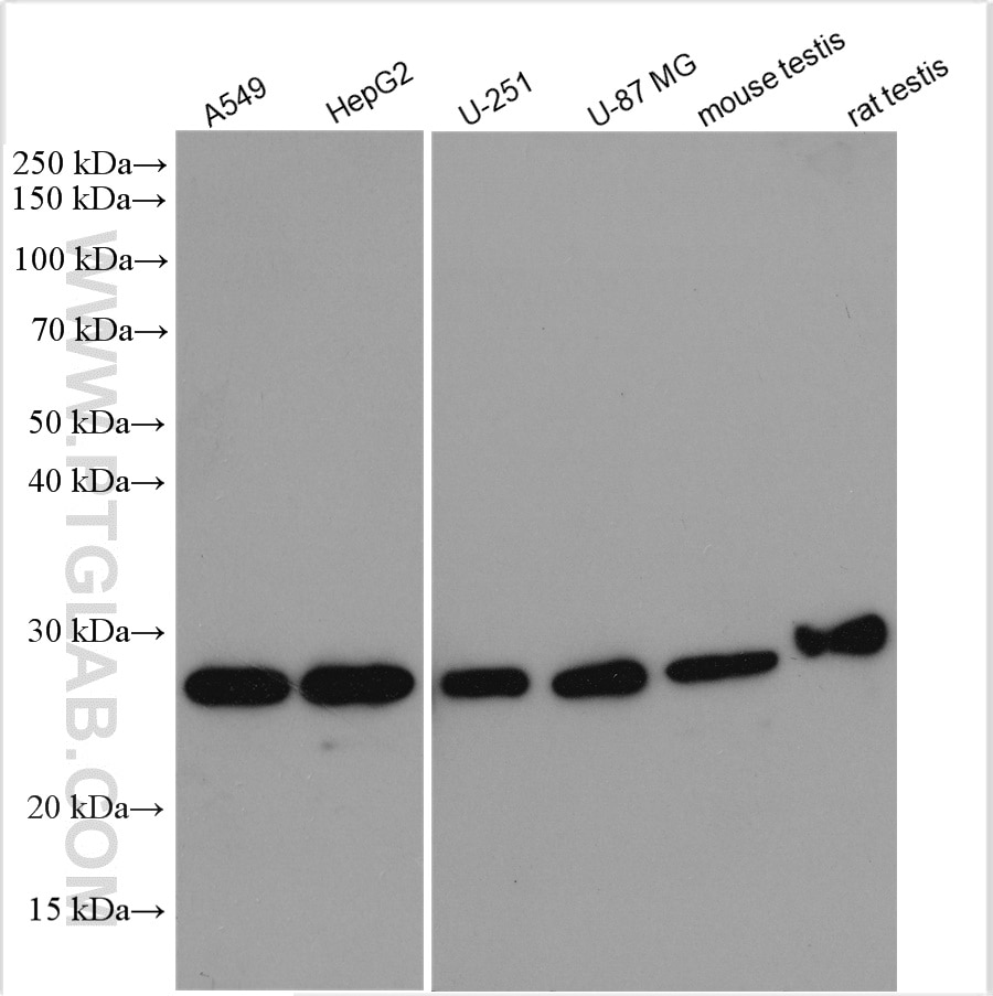 Western Blot (WB) analysis of various lysates using BAG2 Polyclonal antibody (29820-1-AP)