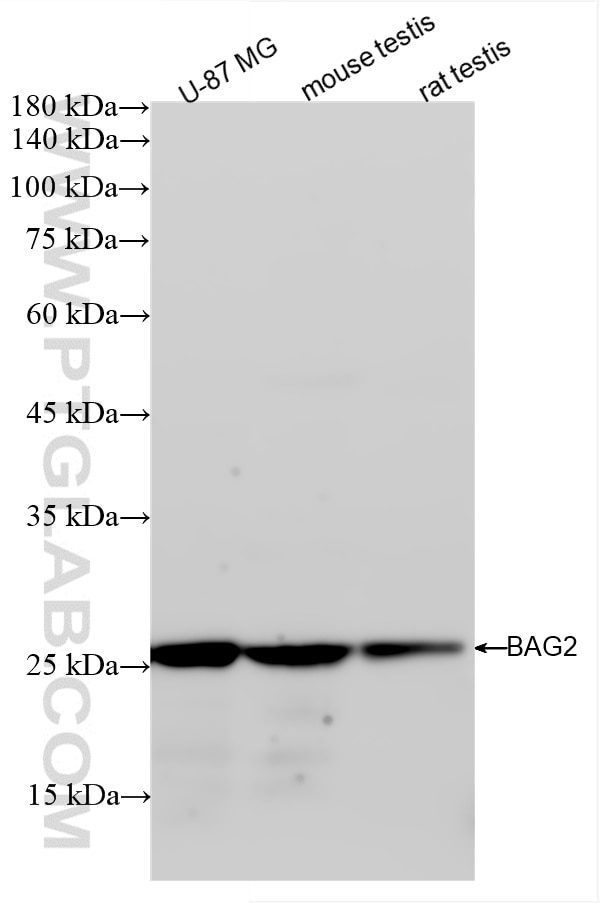 Western Blot (WB) analysis of various lysates using BAG2 Recombinant antibody (85063-4-RR)